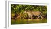 Brazil. A female jaguar hunting along the banks of a river in the Pantanal-Ralph H. Bendjebar-Framed Premium Photographic Print