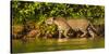 Brazil. A female jaguar hunting along the banks of a river in the Pantanal-Ralph H. Bendjebar-Stretched Canvas