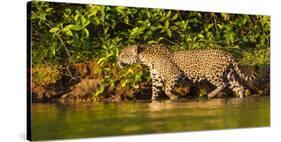 Brazil. A female jaguar hunting along the banks of a river in the Pantanal-Ralph H. Bendjebar-Stretched Canvas