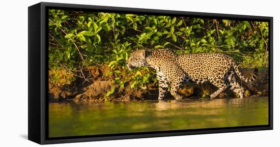 Brazil. A female jaguar hunting along the banks of a river in the Pantanal-Ralph H. Bendjebar-Framed Stretched Canvas