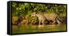 Brazil. A female jaguar hunting along the banks of a river in the Pantanal-Ralph H. Bendjebar-Framed Stretched Canvas