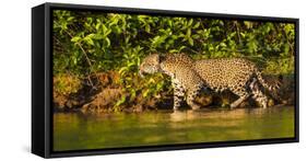 Brazil. A female jaguar hunting along the banks of a river in the Pantanal-Ralph H. Bendjebar-Framed Stretched Canvas