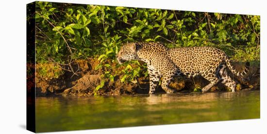 Brazil. A female jaguar hunting along the banks of a river in the Pantanal-Ralph H. Bendjebar-Stretched Canvas