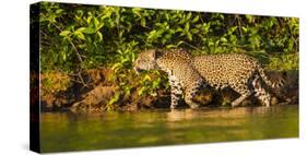 Brazil. A female jaguar hunting along the banks of a river in the Pantanal-Ralph H. Bendjebar-Stretched Canvas