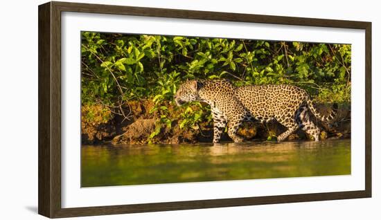 Brazil. A female jaguar hunting along the banks of a river in the Pantanal-Ralph H. Bendjebar-Framed Photographic Print