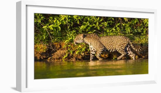 Brazil. A female jaguar hunting along the banks of a river in the Pantanal-Ralph H. Bendjebar-Framed Photographic Print