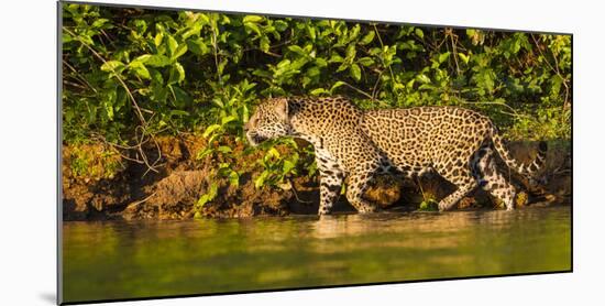 Brazil. A female jaguar hunting along the banks of a river in the Pantanal-Ralph H. Bendjebar-Mounted Photographic Print
