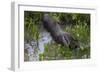 Brazil. A giant anteater in the Pantanal.-Ralph H. Bendjebar-Framed Photographic Print