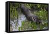 Brazil. A giant anteater in the Pantanal.-Ralph H. Bendjebar-Framed Stretched Canvas