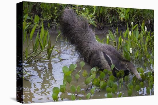 Brazil. A giant anteater in the Pantanal.-Ralph H. Bendjebar-Stretched Canvas