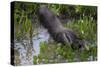 Brazil. A giant anteater in the Pantanal.-Ralph H. Bendjebar-Stretched Canvas