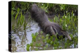 Brazil. A giant anteater in the Pantanal.-Ralph H. Bendjebar-Stretched Canvas