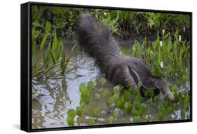 Brazil. A giant anteater in the Pantanal.-Ralph H. Bendjebar-Framed Stretched Canvas