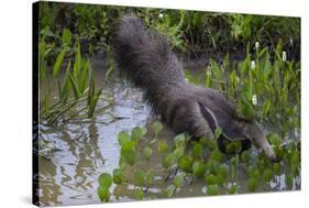 Brazil. A giant anteater in the Pantanal.-Ralph H. Bendjebar-Stretched Canvas