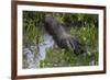Brazil. A giant anteater in the Pantanal.-Ralph H. Bendjebar-Framed Premium Photographic Print