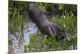 Brazil. A giant anteater in the Pantanal.-Ralph H. Bendjebar-Mounted Premium Photographic Print