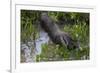 Brazil. A giant anteater in the Pantanal.-Ralph H. Bendjebar-Framed Photographic Print