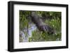 Brazil. A giant anteater in the Pantanal.-Ralph H. Bendjebar-Framed Photographic Print