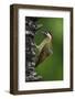 Brazil. A green-barred woodpecker in the Pantanal.-Ralph H. Bendjebar-Framed Photographic Print