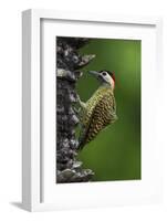 Brazil. A green-barred woodpecker in the Pantanal.-Ralph H. Bendjebar-Framed Photographic Print