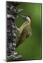 Brazil. A green-barred woodpecker in the Pantanal.-Ralph H. Bendjebar-Mounted Photographic Print