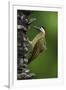 Brazil. A green-barred woodpecker in the Pantanal.-Ralph H. Bendjebar-Framed Photographic Print