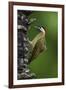 Brazil. A green-barred woodpecker in the Pantanal.-Ralph H. Bendjebar-Framed Photographic Print