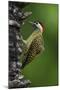 Brazil. A green-barred woodpecker in the Pantanal.-Ralph H. Bendjebar-Mounted Photographic Print