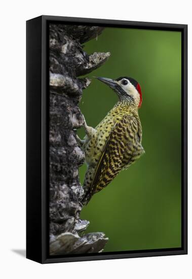 Brazil. A green-barred woodpecker in the Pantanal.-Ralph H. Bendjebar-Framed Stretched Canvas