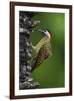 Brazil. A green-barred woodpecker in the Pantanal.-Ralph H. Bendjebar-Framed Premium Photographic Print