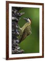 Brazil. A green-barred woodpecker in the Pantanal.-Ralph H. Bendjebar-Framed Premium Photographic Print