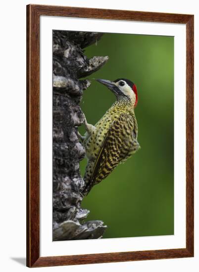 Brazil. A green-barred woodpecker in the Pantanal.-Ralph H. Bendjebar-Framed Premium Photographic Print