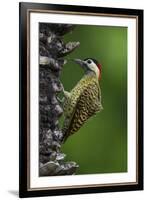 Brazil. A green-barred woodpecker in the Pantanal.-Ralph H. Bendjebar-Framed Premium Photographic Print