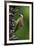 Brazil. A green-barred woodpecker in the Pantanal.-Ralph H. Bendjebar-Framed Premium Photographic Print