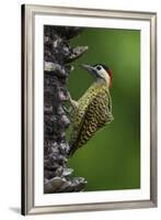 Brazil. A green-barred woodpecker in the Pantanal.-Ralph H. Bendjebar-Framed Premium Photographic Print