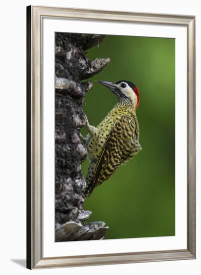 Brazil. A green-barred woodpecker in the Pantanal.-Ralph H. Bendjebar-Framed Premium Photographic Print