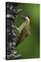 Brazil. A green-barred woodpecker in the Pantanal.-Ralph H. Bendjebar-Stretched Canvas