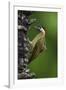 Brazil. A green-barred woodpecker in the Pantanal.-Ralph H. Bendjebar-Framed Photographic Print