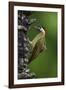 Brazil. A green-barred woodpecker in the Pantanal.-Ralph H. Bendjebar-Framed Photographic Print