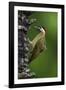 Brazil. A green-barred woodpecker in the Pantanal.-Ralph H. Bendjebar-Framed Photographic Print