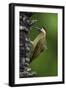 Brazil. A green-barred woodpecker in the Pantanal.-Ralph H. Bendjebar-Framed Photographic Print