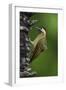 Brazil. A green-barred woodpecker in the Pantanal.-Ralph H. Bendjebar-Framed Photographic Print