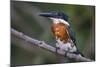 Brazil. A Green kingfisher in the Pantanal.-Ralph H. Bendjebar-Mounted Photographic Print