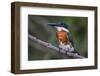 Brazil. A Green kingfisher in the Pantanal.-Ralph H. Bendjebar-Framed Photographic Print