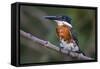 Brazil. A Green kingfisher in the Pantanal.-Ralph H. Bendjebar-Framed Stretched Canvas