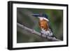 Brazil. A Green kingfisher in the Pantanal.-Ralph H. Bendjebar-Framed Photographic Print