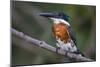 Brazil. A Green kingfisher in the Pantanal.-Ralph H. Bendjebar-Mounted Photographic Print