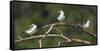 Brazil. A group of large-billed terns perches along the banks of a river in the Pantanal.-Ralph H. Bendjebar-Framed Stretched Canvas