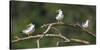 Brazil. A group of large-billed terns perches along the banks of a river in the Pantanal.-Ralph H. Bendjebar-Stretched Canvas