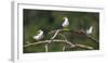 Brazil. A group of large-billed terns perches along the banks of a river in the Pantanal.-Ralph H. Bendjebar-Framed Photographic Print